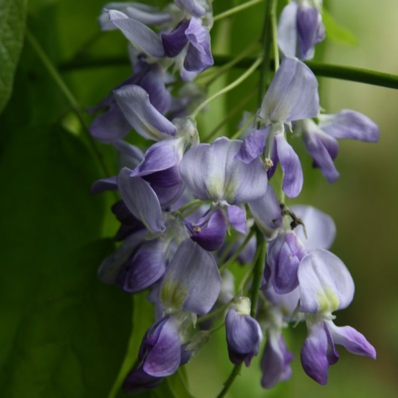 Glycine du Japon - Wisteria floribunda Domino ou Issai (Floraison)