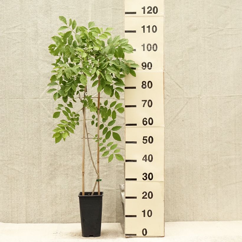 Spécimen de Glycine du Japon - Wisteria floribunda  Pot de 3L/4L tel que livré en été