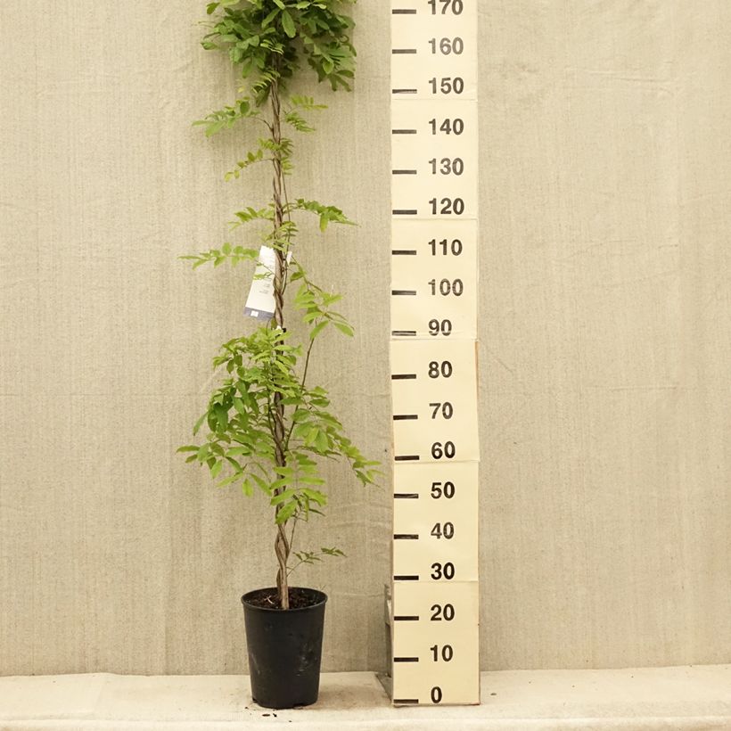 Spécimen de Glycine du Japon - Wisteria floribunda Shiro-noda Pot de 4L/5L tel que livré en été