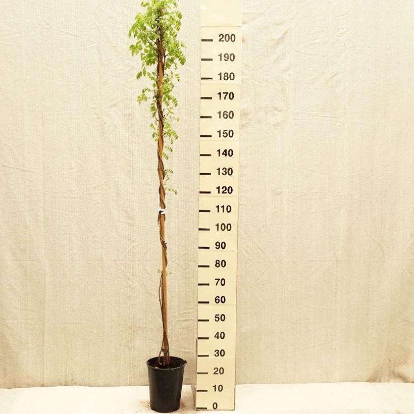 Spécimen de Glycine du Japon - Wisteria floribunda Shiro-noda - Pot de 4L/5L tel que livré au printemps