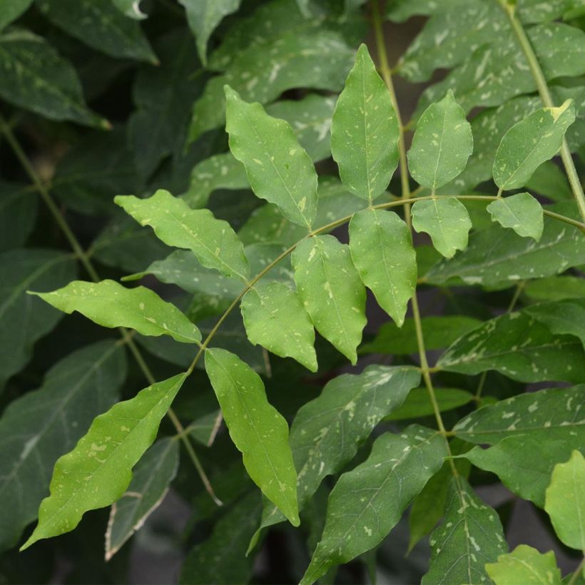 Glycine du Japon - Wisteria floribunda variegata (Feuillage)