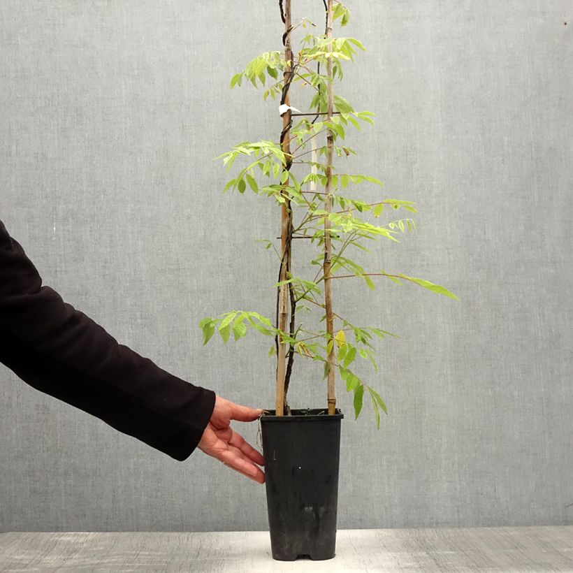 Spécimen de Glycine frutescens - Wisteria frutescens Pot de 3L/4L tel que livré en été