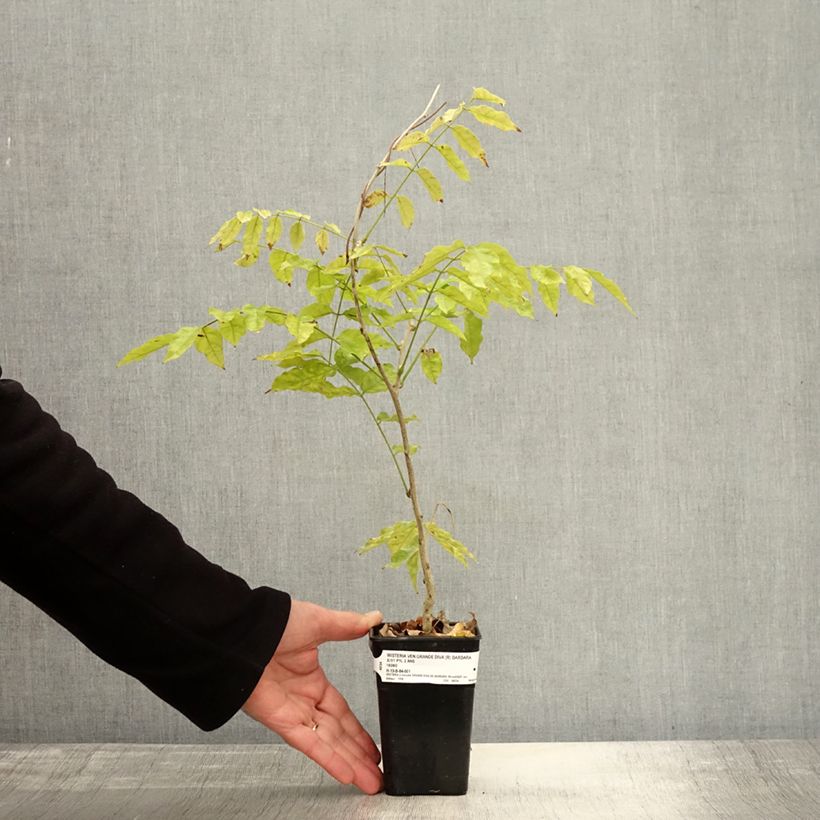 Spécimen de Glycine Grande Diva Barbara - Wisteria (x) venusta Pot de 1L/1,5L, Plant greffé tel que livré en automne