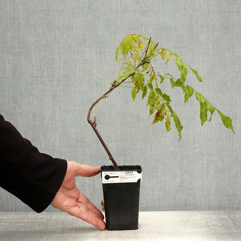 Spécimen de Glycine Grande Diva Maria - Wisteria (x) venusta Pot de 1L/1,5L tel que livré en automne