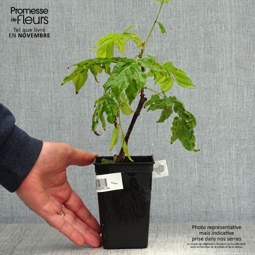 Spécimen de Glycine Grande Diva Nathalie - Wisteria (x) venusta Pot de 1L/1,5L, Plant greffé tel que livré en automne