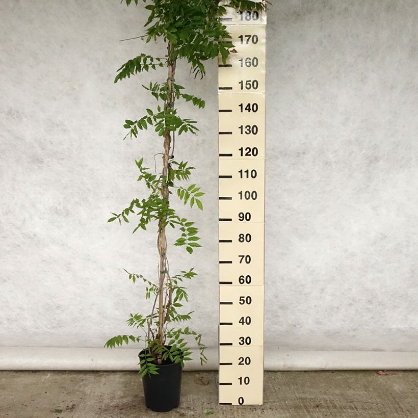 Spécimen de Glycine japonaise Lawrence - Wisteria floribunda Pot de 6L/7L tel que livré en été