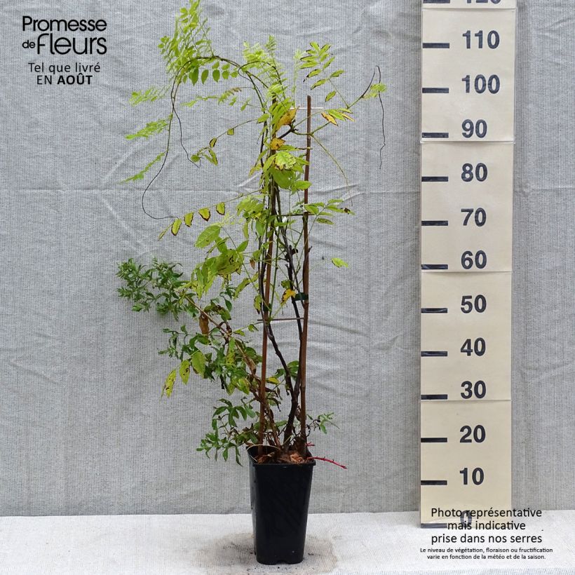 Spécimen de Glycine japonaise - Wisteria floribunda Ed's Blue Dragon Pot de 2L/3L tel que livré en été
