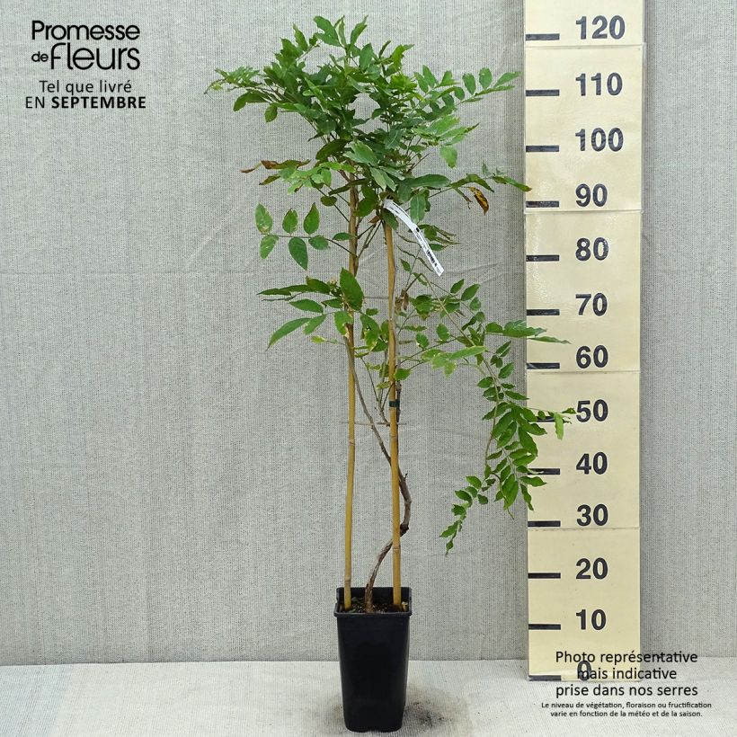 Spécimen de Glycine japonaise - Wisteria floribunda Lipstick Pot de 3L/4L tel que livré en été
