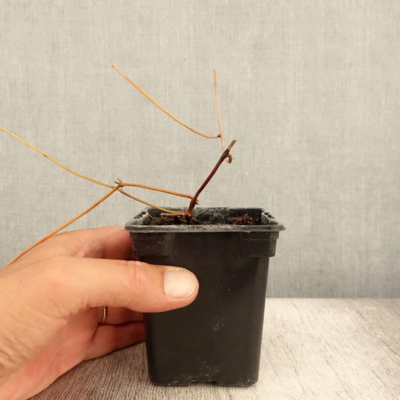 Spécimen de Glycine tubereuse - Apios americana Godet de 8/9 cm tel que livré en été