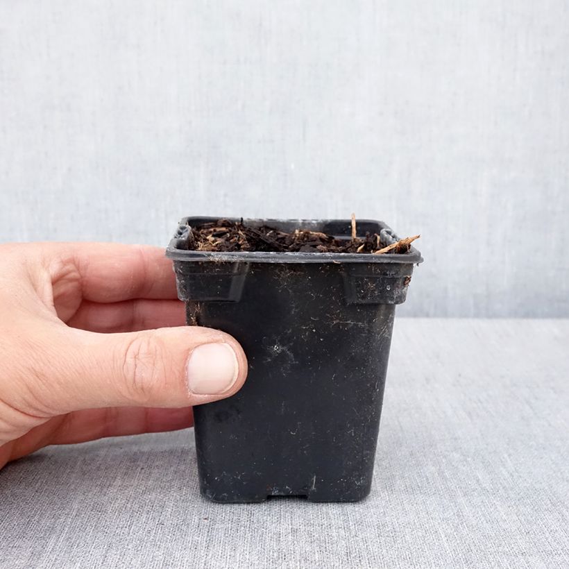 Spécimen de Glycine tubereuse - Apios americana BIO  en godet de 8cm tel que livré au printemps