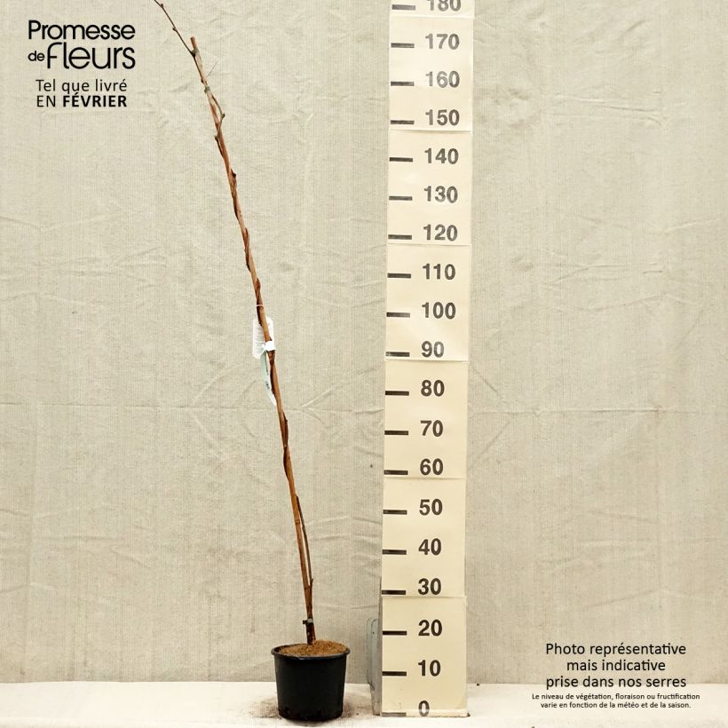 Spécimen de Glycine - Wisteria brachybotrys Yokohama Fuji en pot de 3l/4l tel que livré en hiver