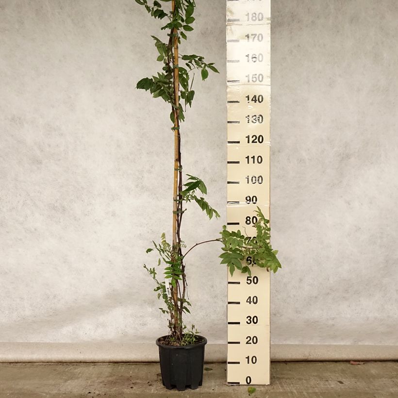 Spécimen de Glycine - Wisteria brachybotrys Yokohama Fuji Pot de 7,5L/10L tel que livré en été