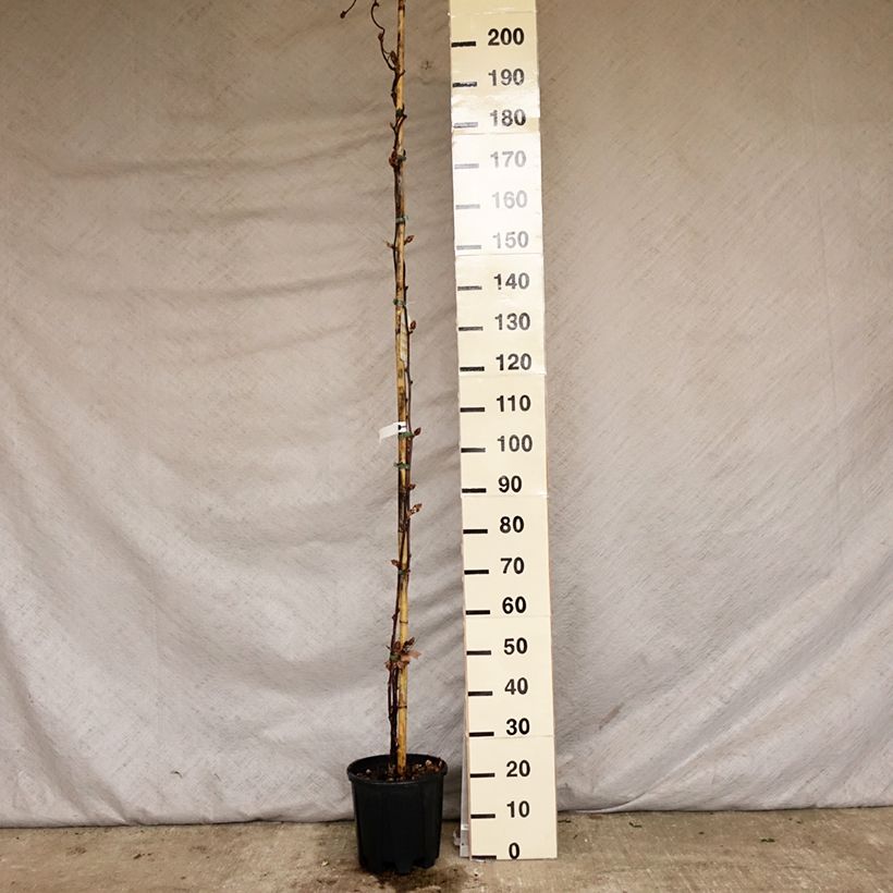 Spécimen de Glycine - Wisteria brachybotrys Yokohama Fuji livré en pot de 7,5l/10l tel que livré au printemps