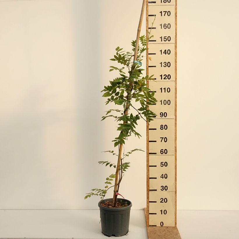 Spécimen de Glycine - Wisteria brachybotrys Yokohama Fuji Pot de 3L/4L tel que livré en été