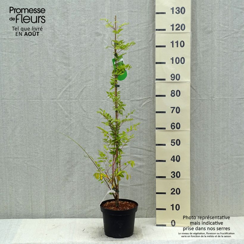 Spécimen de Glycine - Wisteria frutescens Longwood Purple Pot de 3L/4L tel que livré en été