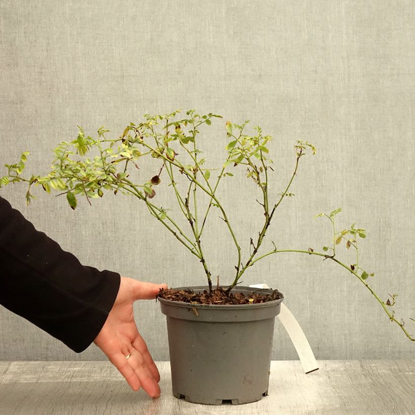 Spécimen de Glycyrrhiza glabra - Réglisse glabre Pot de 2L/3L tel que livré en automne