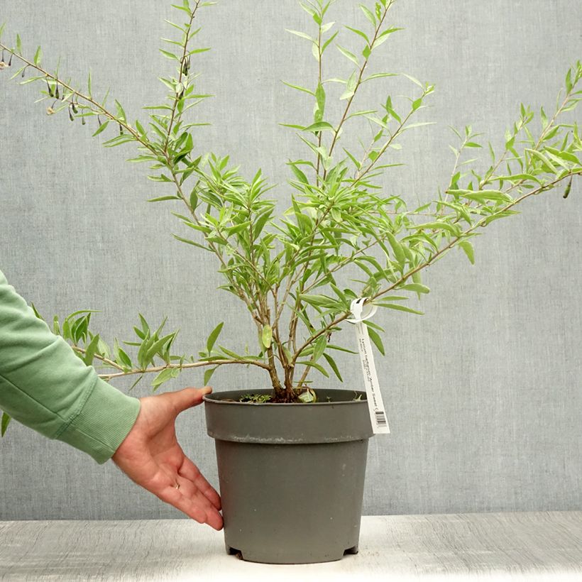 Spécimen de Goji Amber Sweet - Lycium barbarum Pot de 4L/5L, Touffe tel que livré en été