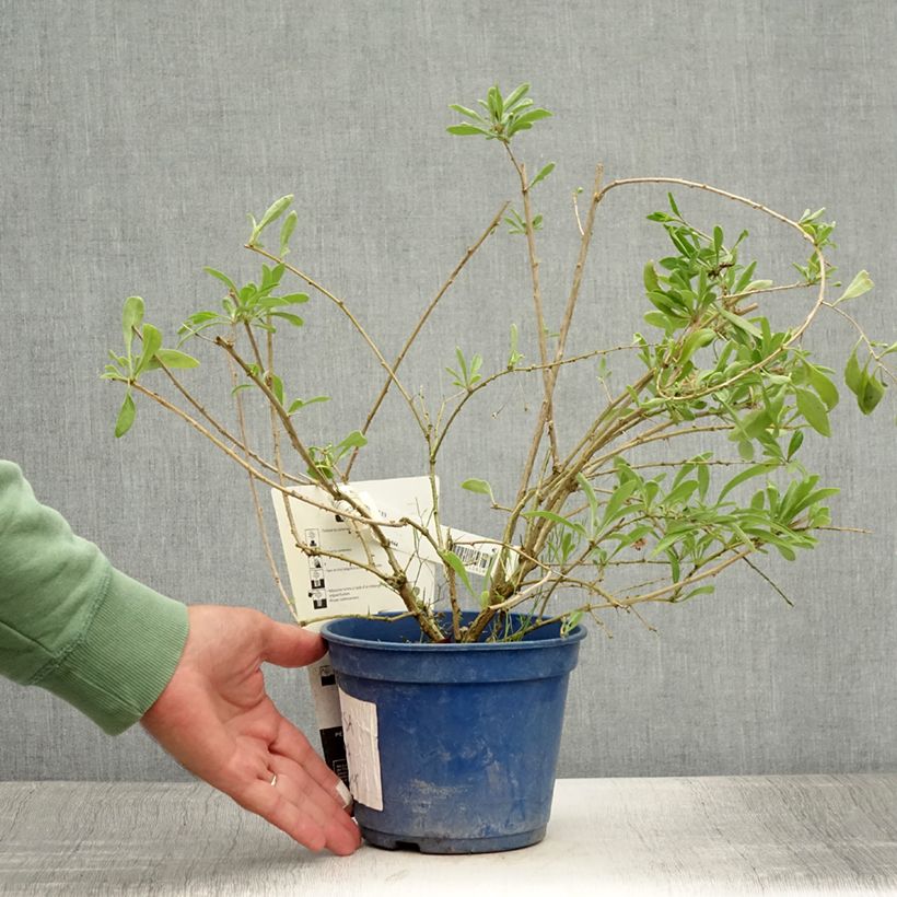 Spécimen de Goji Gojidelys - Lycium barbarum Pot de 2L/3L, Touffe tel que livré en été