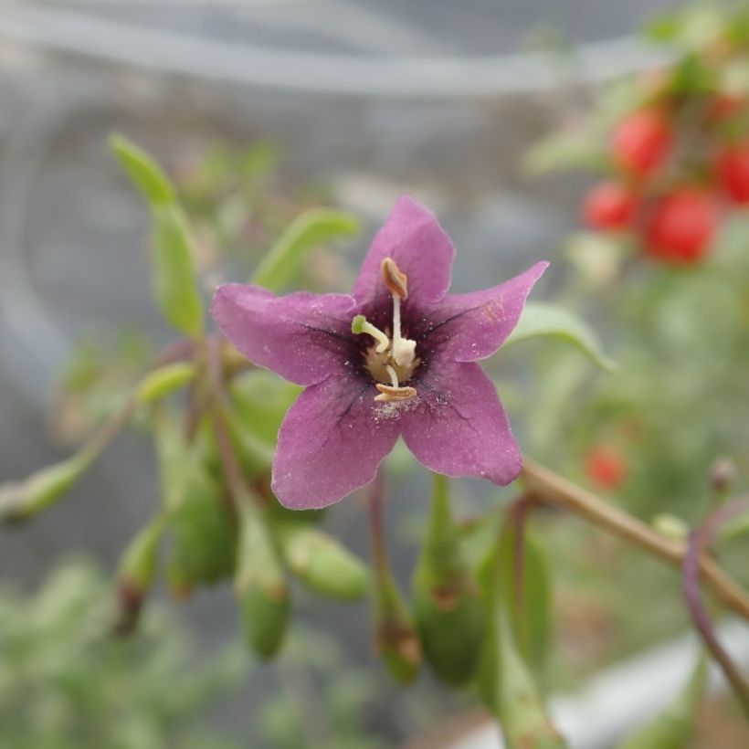 Goji Gojidelys - Lycium barbarum (Floraison)