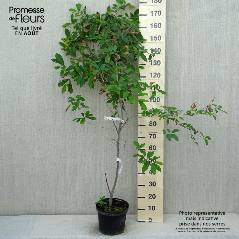 Spécimen de Gommier noir - Nyssa sylvatica Pot de 7,5L/10L tel que livré en été