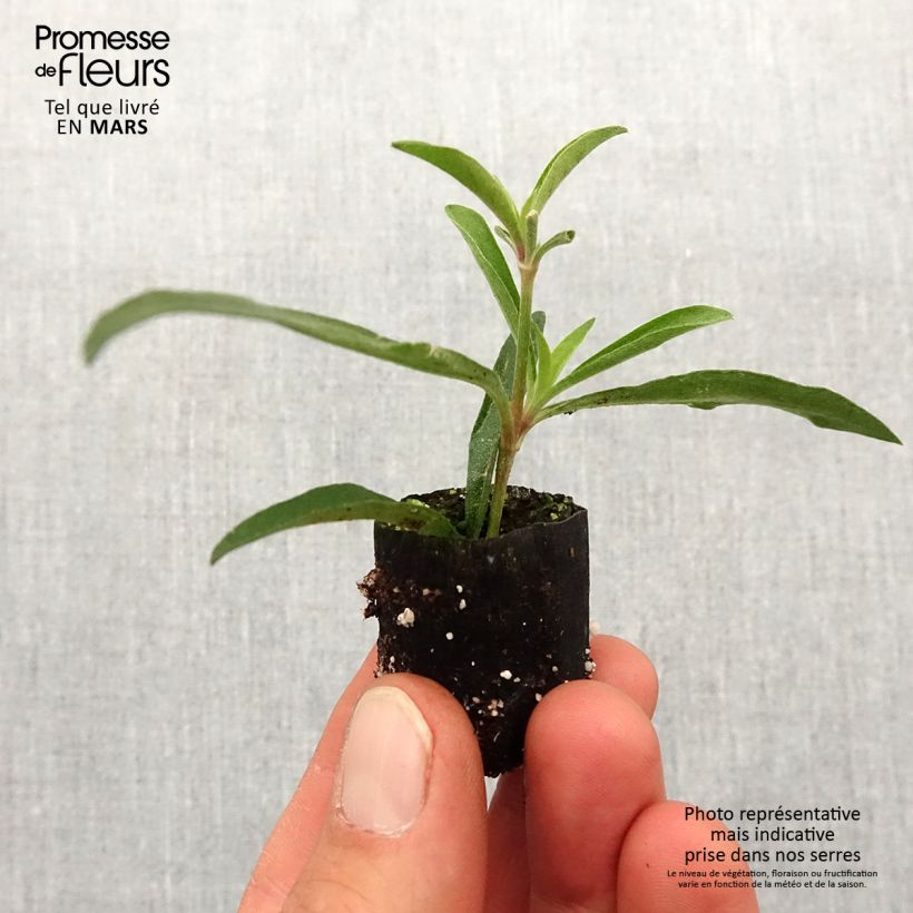 Spécimen de Gomphrena Truffula Pink - Amarantine Mini-motte 2,5 cm tel que livré au printemps