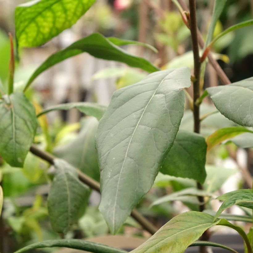 Gordlinia grandiflora (Feuillage)