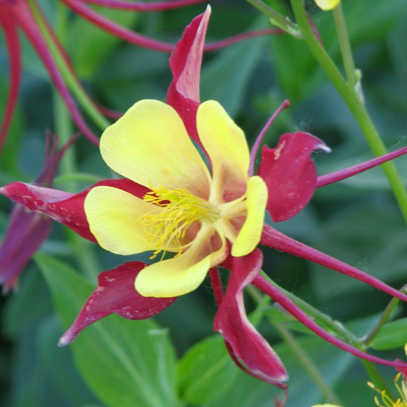 Graines d'Ancolie des jardins Firecracker - Aquilegia x hybrida (Floraison)