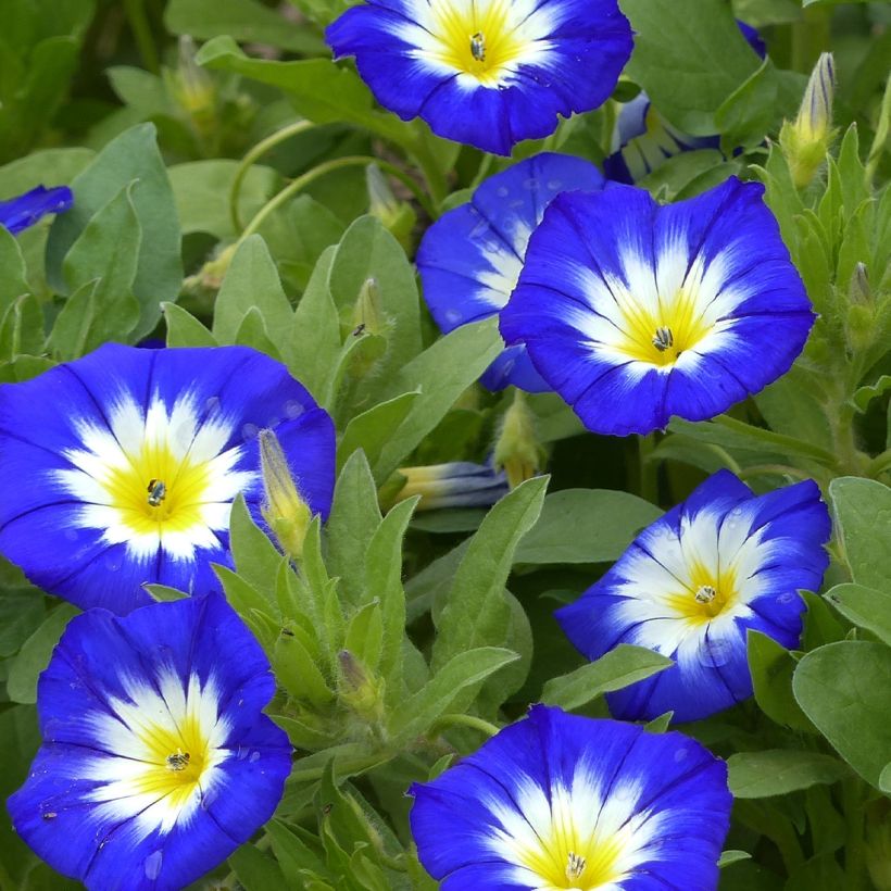 Graine de Belle de Jour Pavillon Bleu - Convolvulus tricolor Royal Ensign (Floraison)