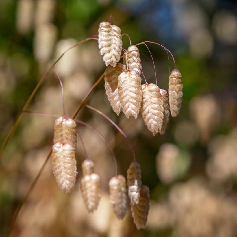 Graines de Briza maxima - Grande brize (Floraison)