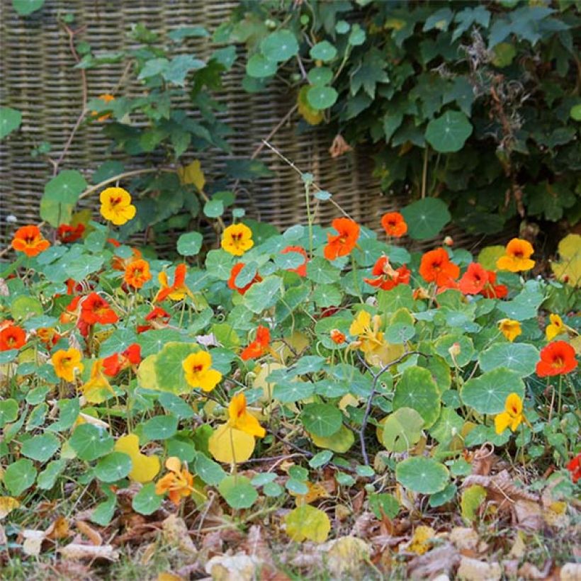 Graines de Capucine naine Tom Pouce (Tom Thumb) en mélange (Floraison)