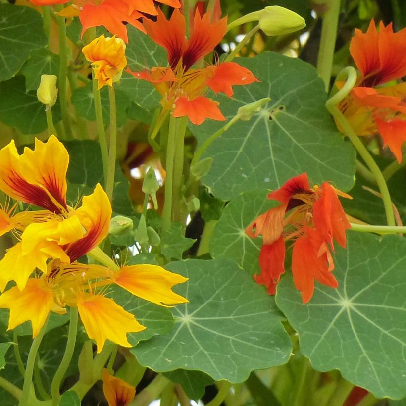 Graines de Capucine Phoenix Arizona Mix - Tropaeolum minus (Feuillage)