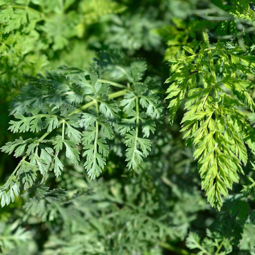 Graines de carotte sauvage - Daucus carota (Feuillage)