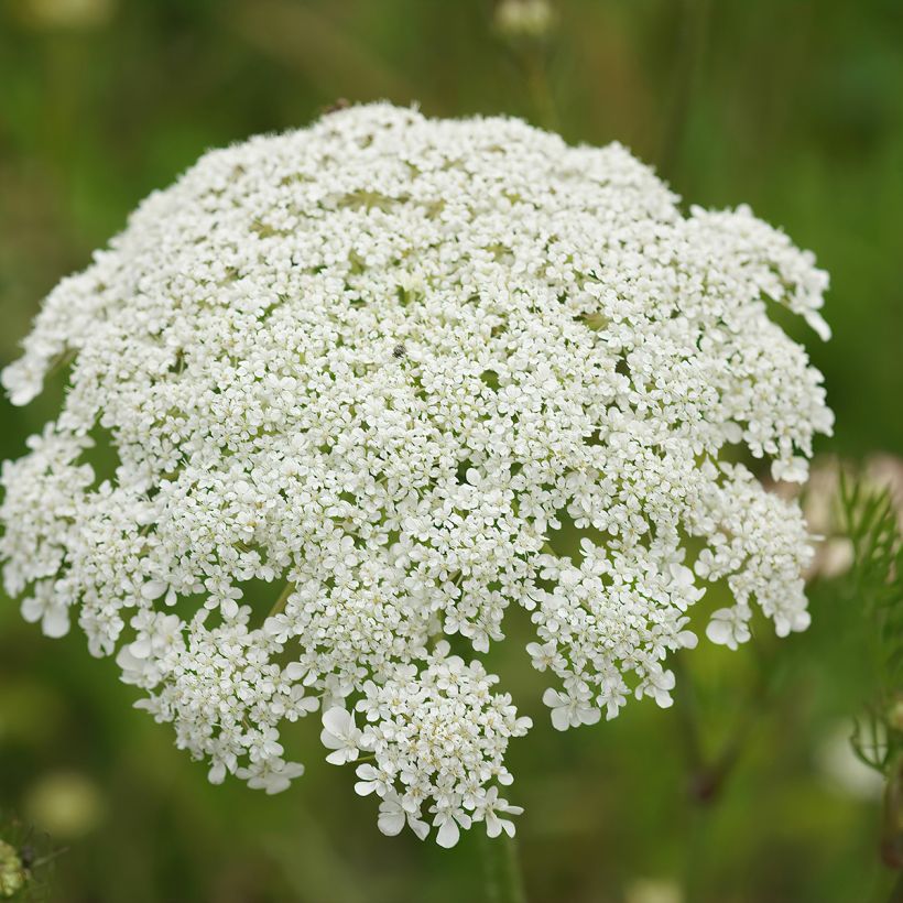 Graines de carotte sauvage - Daucus carota (Floraison)