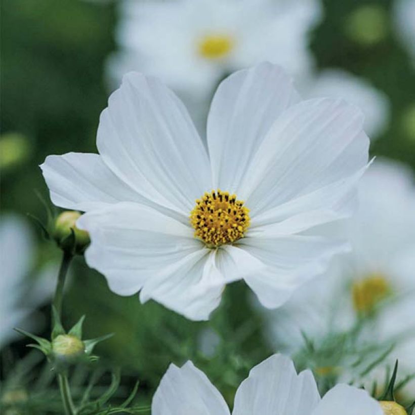 Graines de Cosmos Sensation Purity - Cosmos bipinnatus (Floraison)