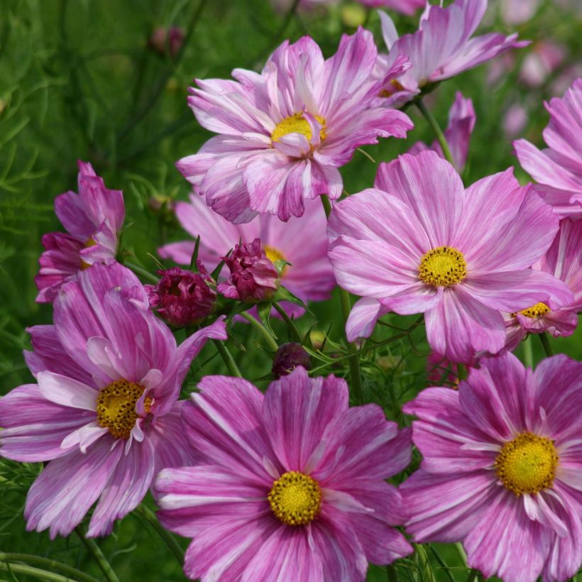 Graines de Cosmos Rosetta - Cosmos bipinnatus (Floraison)