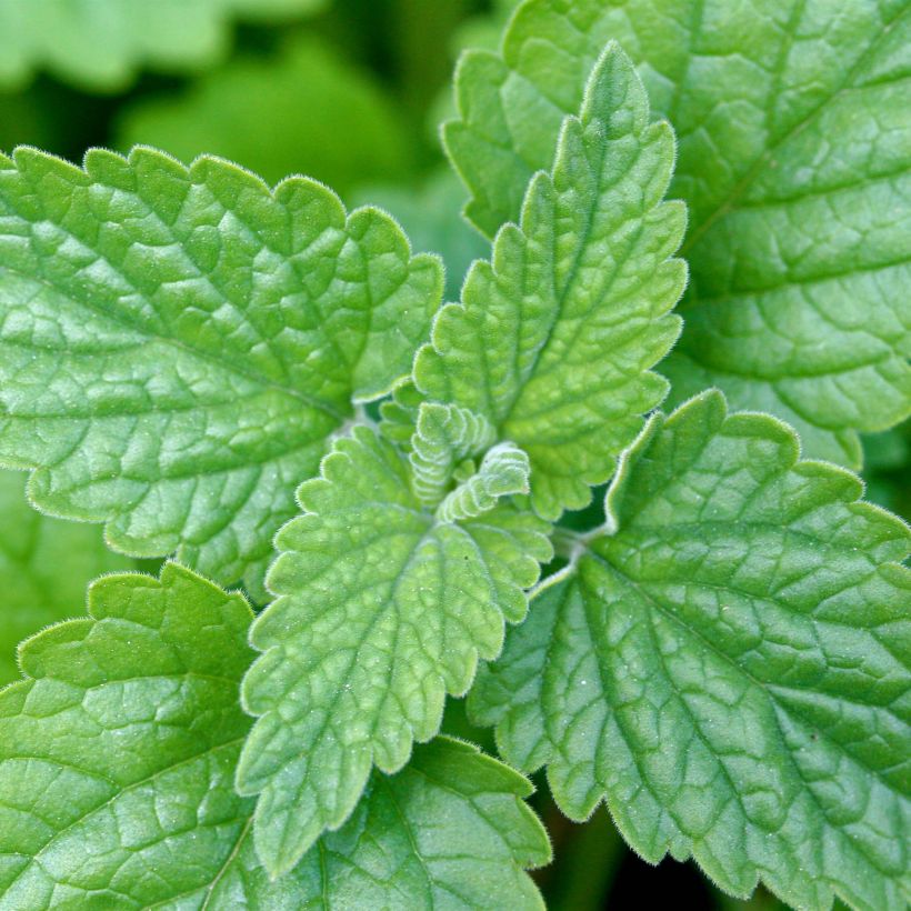 Graines de Nepeta cataria - Chataire - Catmint (Feuillage)