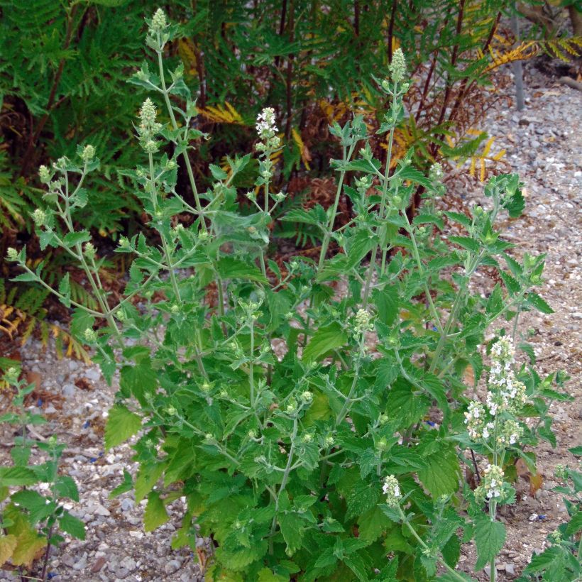 Graines de Nepeta cataria - Chataire - Catmint (Port)