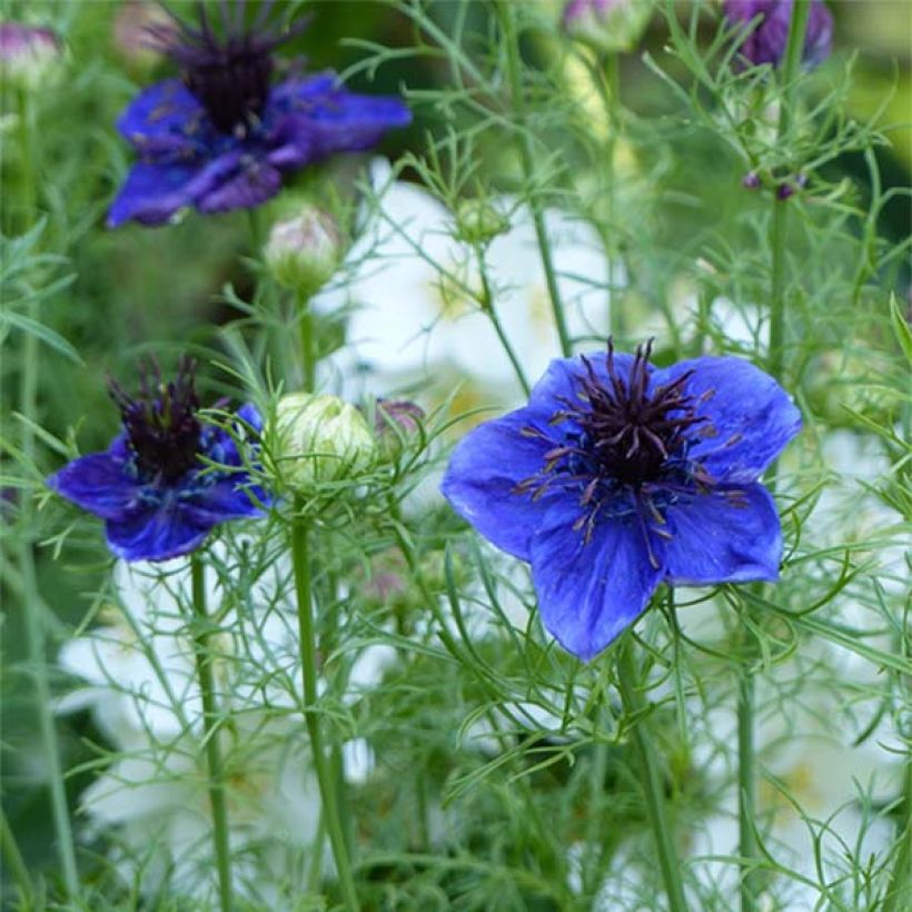 Graines de Nigelle d'Espagne Midnight Blue - Nigella papillosa (Floraison)