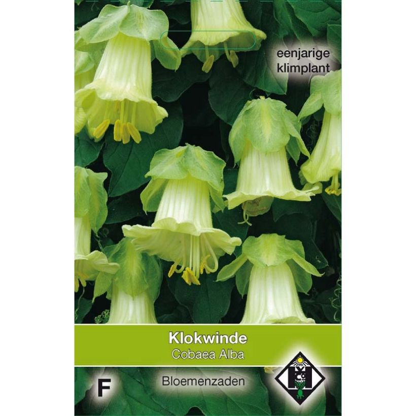 Exemple de spécimen de Graines de Cobée grimpante Alba - Cobaea scandens tel que livré