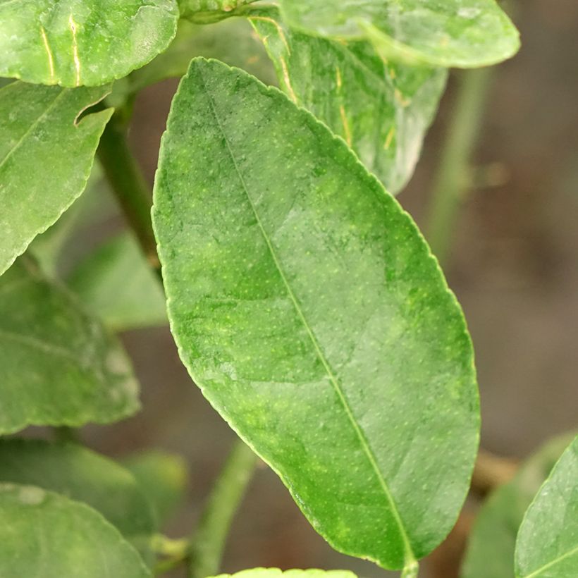 Grand Citron vert - Citrus latifolia  (Feuillage)