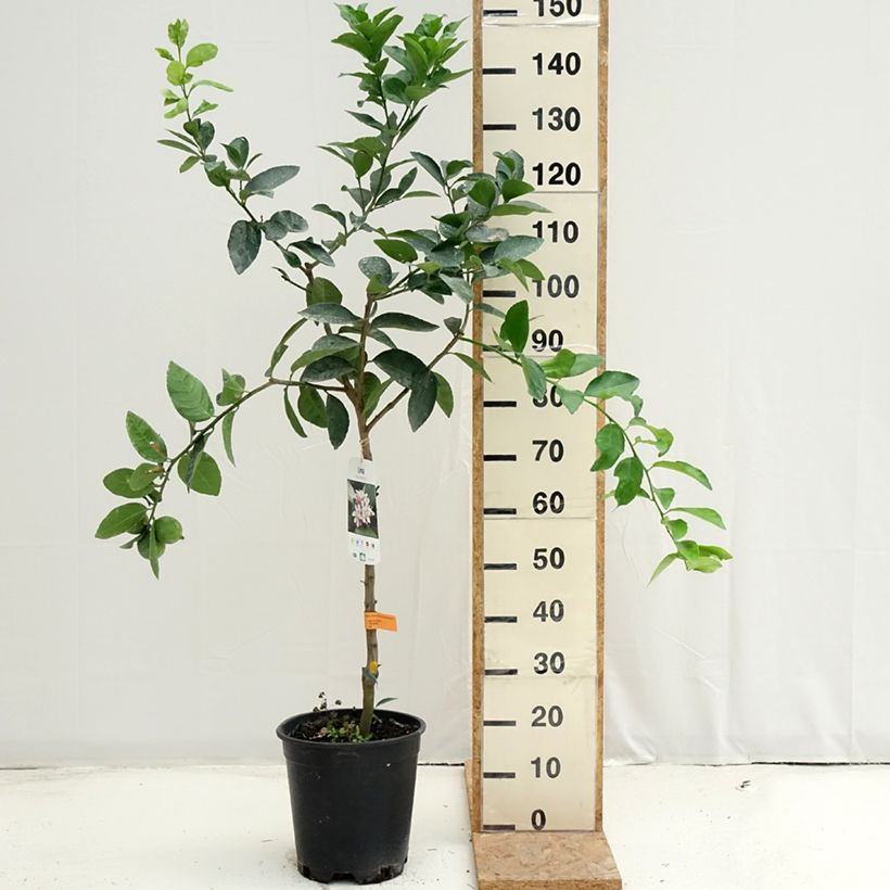 Spécimen de Grand Citron vert - Citrus latifolia  Pot de 7,5L/10L, Demi-Tige tel que livré en été