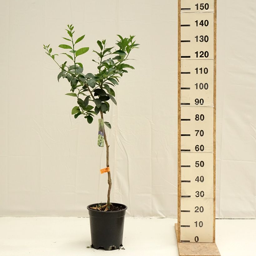 Spécimen de Grand Citron vert - Citrus latifolia  Pot de 7,5L/10L, Demi-Tige tel que livré au printemps
