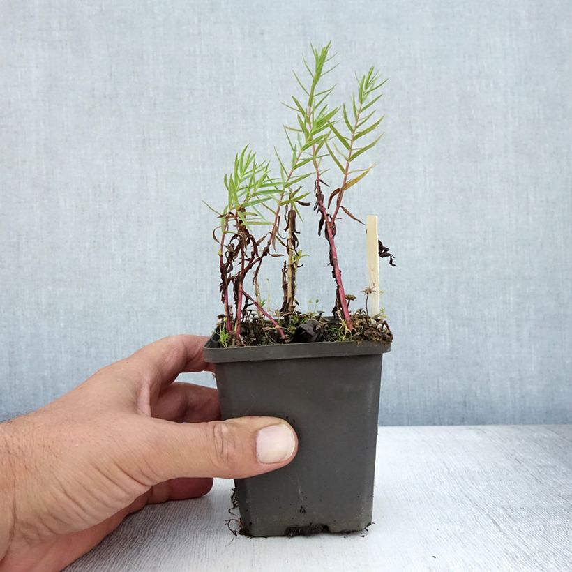 Spécimen de Gratiole officinale - Gratiola officinalis Godet de 8/9 cm tel que livré en été