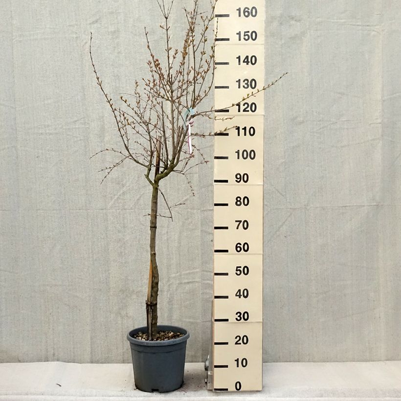 Spécimen de Grenadier à fleurs - Punica granatum California Sunset en pot de 7.5/10 litres Demi tige tel que livré au printemps