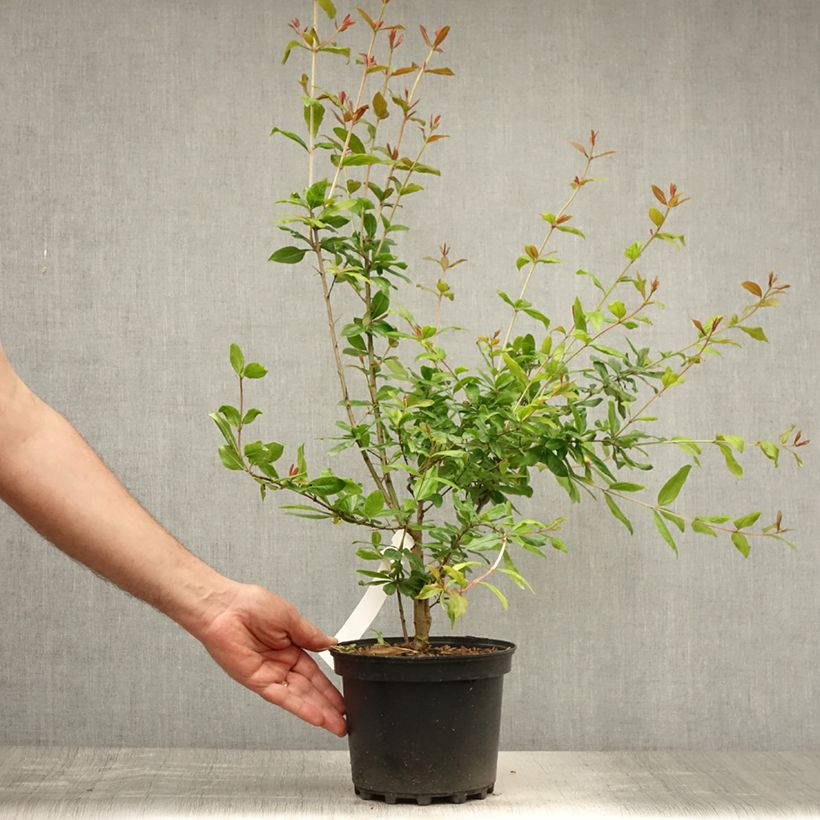 Spécimen de Grenadier à fleurs - Punica granatum Maxima Rubra Pot de 2L/3L tel que livré en été