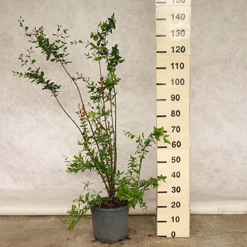 Spécimen de Grenadier à fleurs - Punica granatum Noshi Shibari Pot de 7,5L/10L, Buisson tel que livré en été
