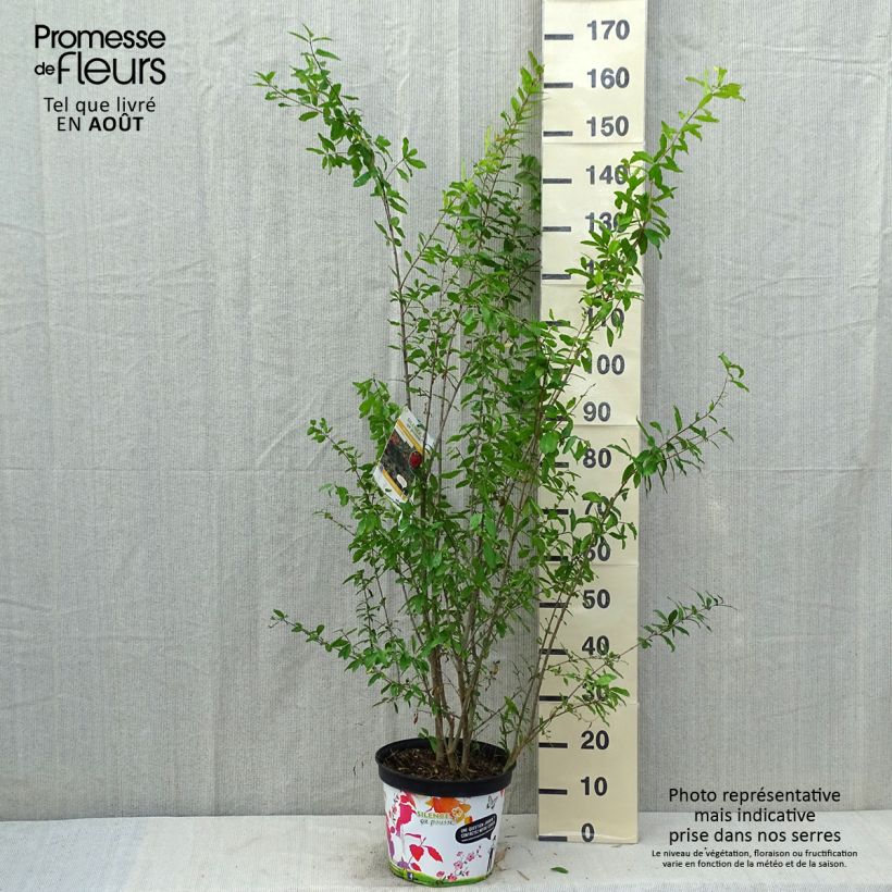 Spécimen de Grenadier à fleurs - Punica granatum Plena Pot de 7,5L/10L tel que livré en été