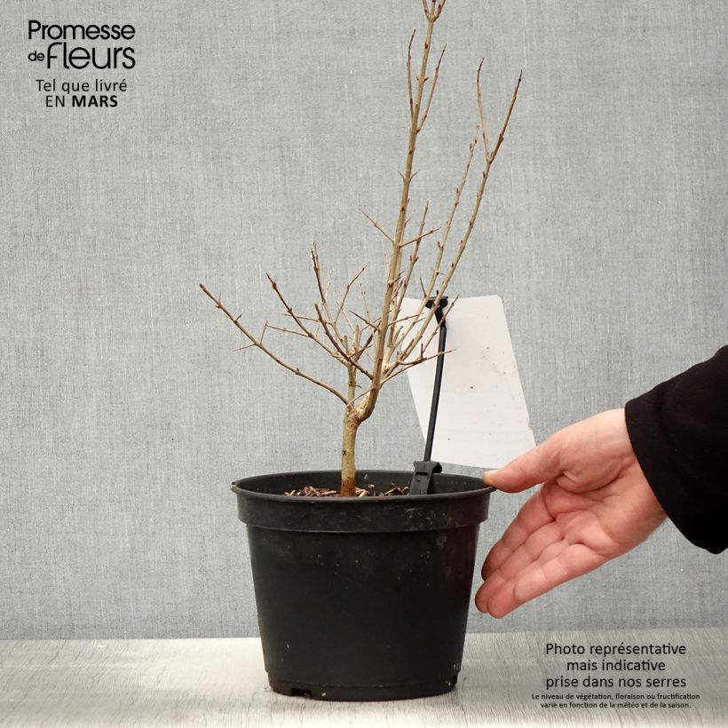 Spécimen de Grenadier à fruits - Punica granatum Dente di leone - Pot de 1.5L/2L tel que livré au printemps