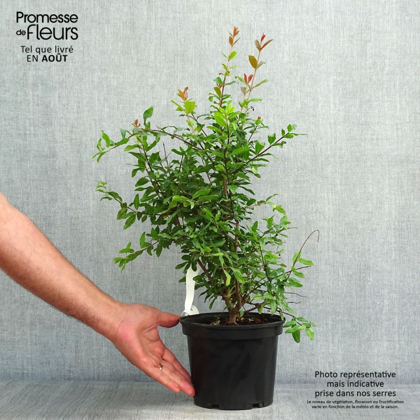 Spécimen de Grenadier à fruits - Punica granatum Fina Tendral Pot de 2L/3L, Buisson tel que livré en été