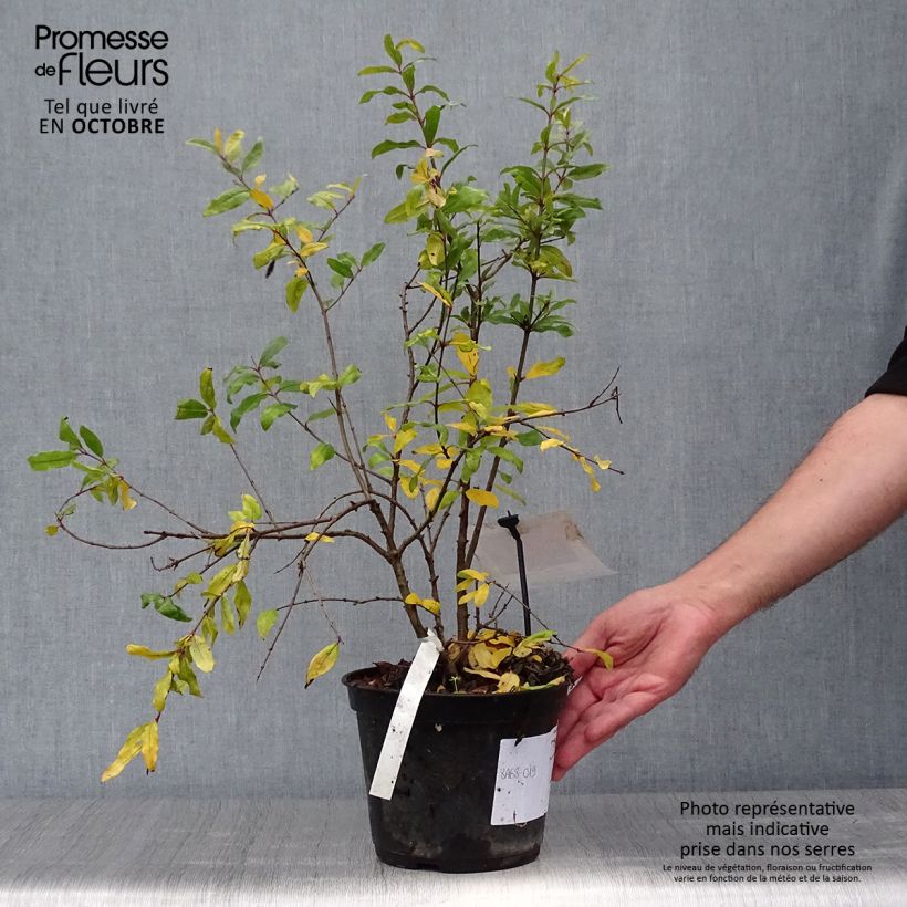 Spécimen de Grenadier à fruits - Punica granatum Mollar de Elche Pot de 1,5L/2L, Touffe tel que livré en automne
